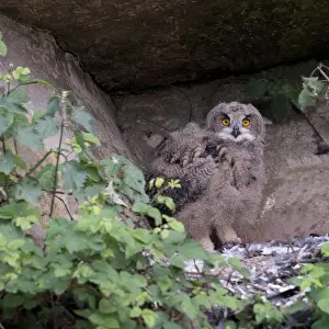 Bubo Bubo Species Stampe: Oehoe, Eurasian Eagle-Owl, Bubo bubo