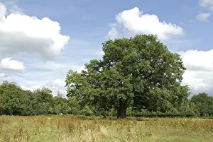 Quercus Robur Images Stampe: Old Oak, Oude Eik