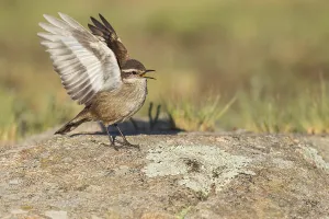 Argentina Nature Reserves Stampe: Olrog's Cinclodes, Cinclodes olrogi