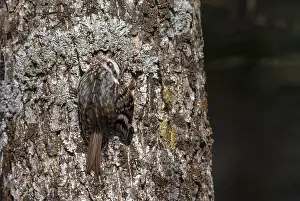 Hokkaido Wildlife Stampe: Orientalis Eurasian Treecreeper, Certhia familiaris daurica