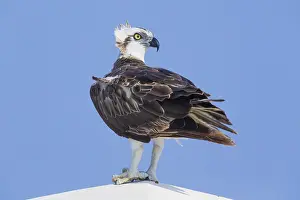 Raptor Wildlife Photography Stampe: Osprey