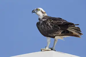 Osprey Bird Stampe: Osprey