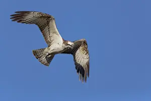 Raptor Bird Species Stampe: Osprey
