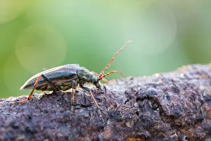Giugno Stampe: Oxymirus cursor