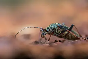 Giugno Stampe: Oxymirus cursor