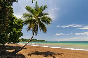 Pacific Ocean Landscape Photography Stampe: A palm tree and its shadow on a pristine sandy beach