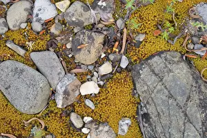Pebbles