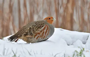 Dutch Wildlife Images Stampe: Perdix perdix