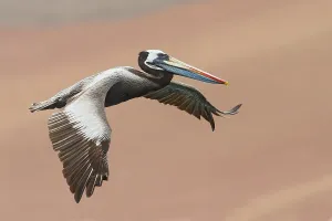 Peruvian Wildlife Images Stampe: Peruvian Pelican