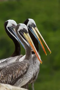 Peruvian Wildlife Images Stampe: Peruvian Pelican