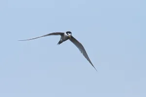 Peru Bird Species Stampe: Peruvian Tern