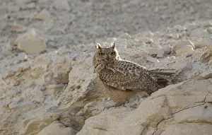 Asian Wildlife Stampe: Pharao Eagle-Owl, Bubo ascalaphus