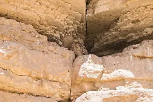 Stampa con cornice : Falco Farao, Bubo ascalaphus
