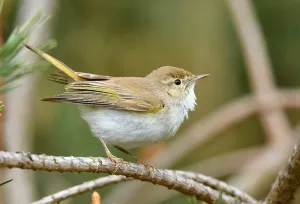 Netherlands Bird Photography Stampe: Phylloscopus bonelli