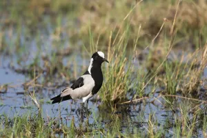 Vanellus Armatus Stampe: Portrait of a blacksmith lapwing