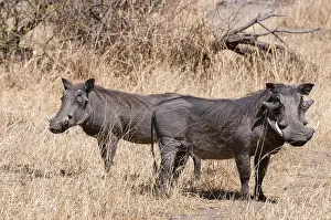 African Savanna Animals Stampe: Portrait of a pair of warthogs