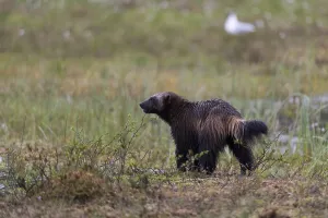 Finnish Wildlife Images Stampe: Portrait of a wolverine, Gulo gulo