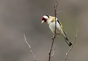 Carduelis Carduelis Stampe: Putter