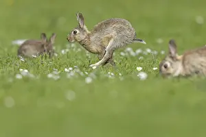 Oryctolagus Cuniculus Species Stampe: Rabbit, Oryctolagus cuniculus