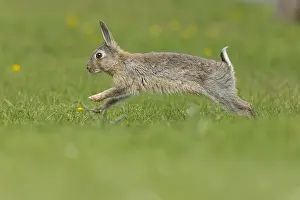 Oryctolagus Cuniculus Species Stampe: Rabbit, Oryctolagus cuniculus