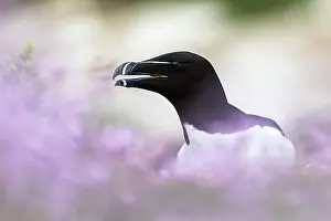 Razorbill Bird Stampe: Razorbill