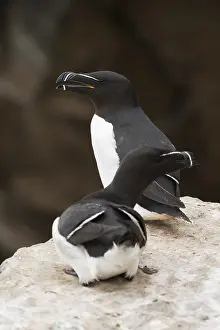 Razorbill Bird Stampe: Razorbill