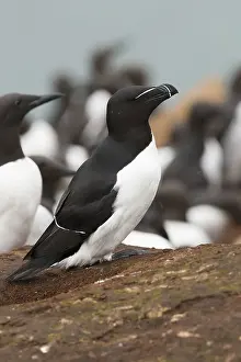 Razorbill Bird Stampe: Razorbill