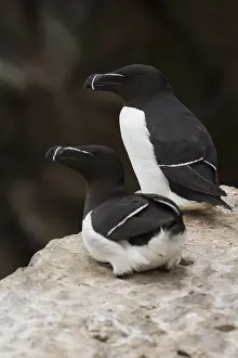 Razorbill Bird Stampe: Razorbill