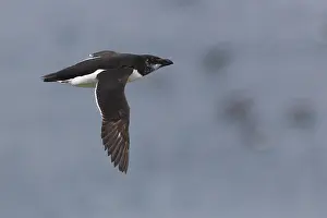 Razorbill Bird Stampe: Razorbill