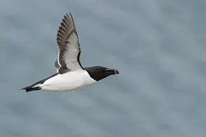 Razorbill Bird Stampe: Razorbill
