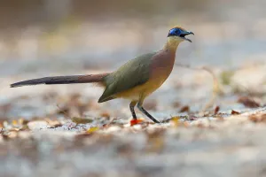 Cuculidae Family Birds Stampe: Red-capped Coua, Coua ruficeps