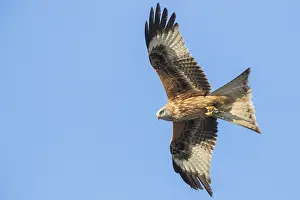 Red Kite Stampe: Red Kite