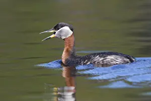 Wildlife Finland Stampe: Red-necked Grebe