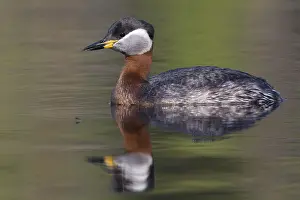 Wildlife Finland Stampe: Red-necked Grebe