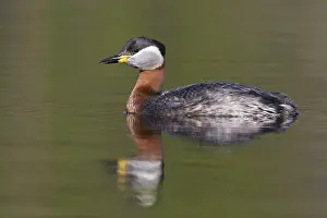 Red Necked Grebe Stampe: Red-necked Grebe