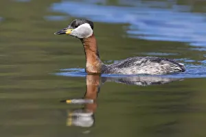 Wildlife Finland Stampe: Red-necked Grebe