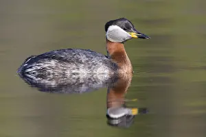 Wildlife Finland Stampe: Red-necked Grebe