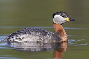 Wildlife Finland Stampe: Red-necked Grebe
