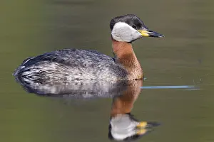 Red Necked Grebe Stampe: Red-necked Grebe