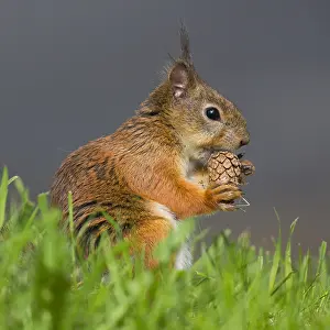 Sciuridae Species Images Stampe: Red Squirrel