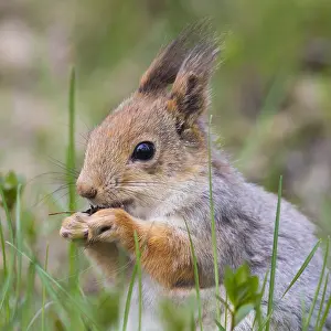Sciurus Vulgaris Stampe: Red Squirrel