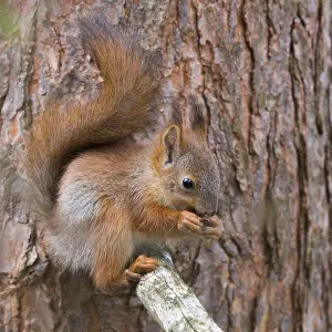Finland Nature Photos Stampe: Red Squirrel