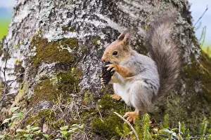 Sciurus Vulgaris Stampe: Red Squirrel