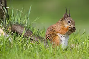 Wild Animal Portrait Photography Stampe: Red Squirrel