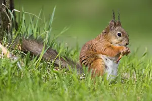 Sciurus Vulgaris Stampe: Red Squirrel