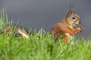 European Wildlife Nature Stampe: Red Squirrel