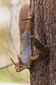Sciurus Vulgaris Portrait Stampe: Red Squirrel