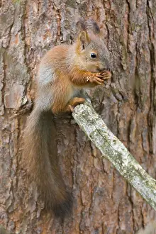 Pine Tree Wildlife Stampe: Red Squirrel