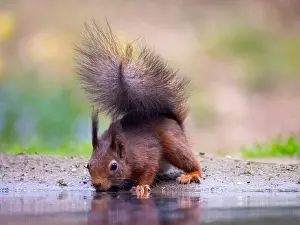 Close Up Animal Photos Stampe: Red Squirrel, Sciurus vulgaris