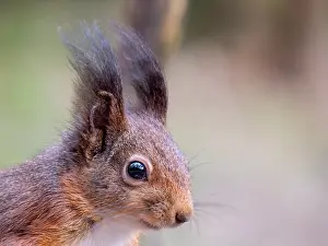 Sciurus Vulgaris Habitat Stampe: Red Squirrel, Sciurus vulgaris